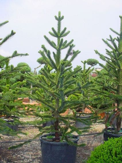  Apeboom (Araucaria Araucana)
