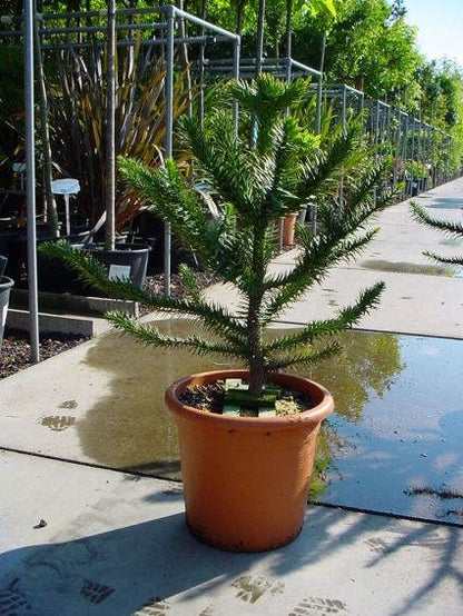  Apeboom (Araucaria Araucana)