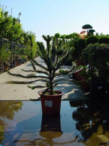  Apeboom (Araucaria Araucana)