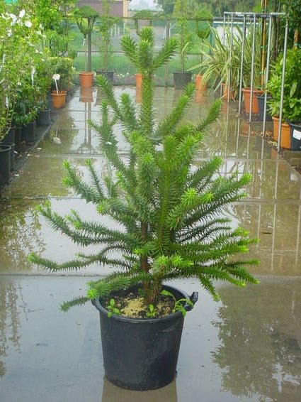  Apeboom (Araucaria Araucana)