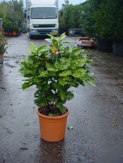  Broodboom (Aucuba Japonica 'Variegata')