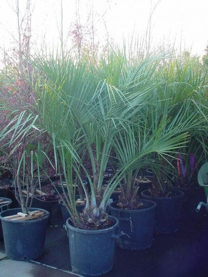  Geleipalm (Butia Capitata)