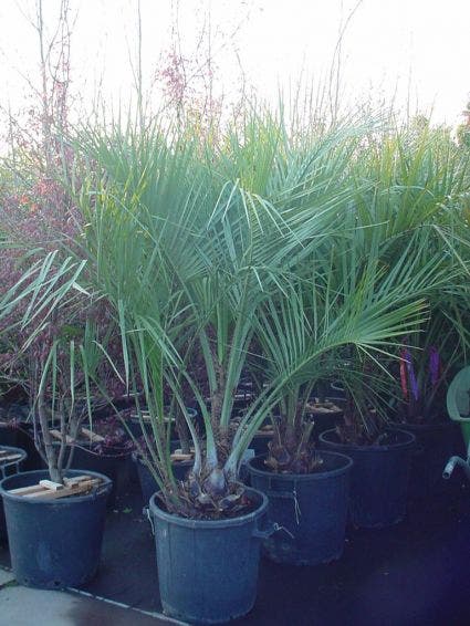  Geleipalm (Butia Capitata)