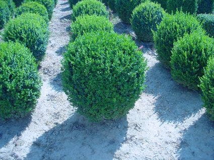  Buxusbol (Buxus Sempervirens, Bolvorm)