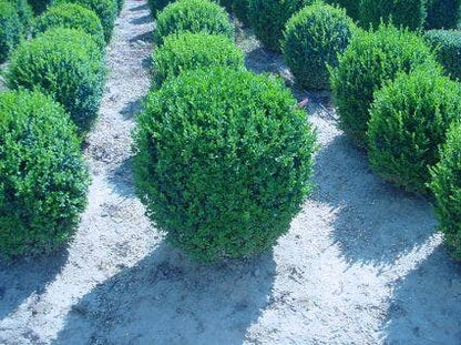 Buxusbol (Buxus Sempervirens, Bolvorm)