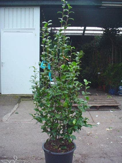  Camelia (Camellia, Rood)