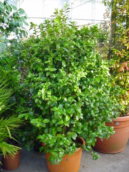  Camelia (Camellia, Wit)