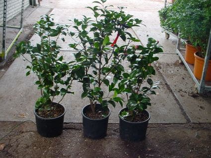  Camelia (Camellia, Rood)