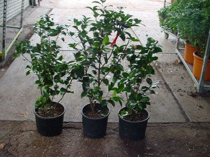  Camelia (Camellia, Rood)