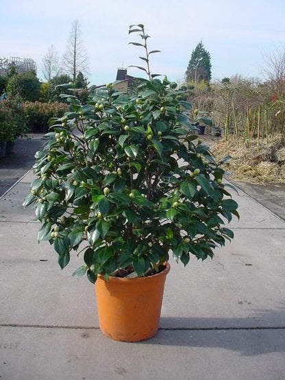  Camelia (Camellia, Rose)
