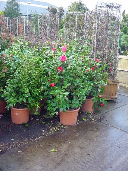  Camelia (Camellia, Rose)