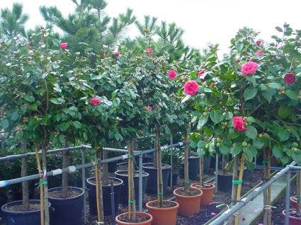 Camelia Op Stam (Camellia Japonica)