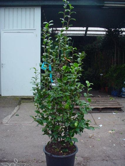  Camelia (Camellia, Wit)
