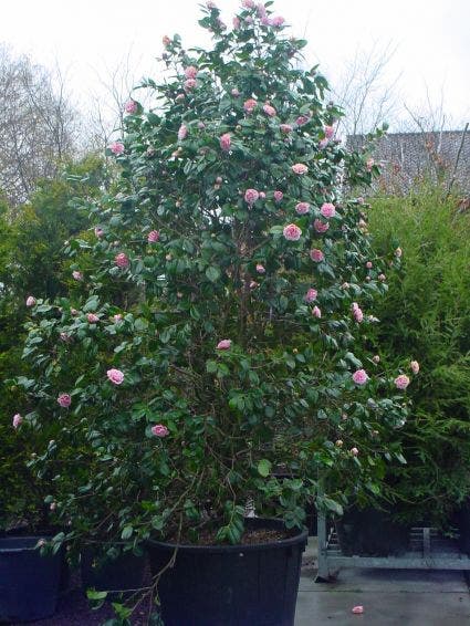  Camelia (Camellia, Rose)