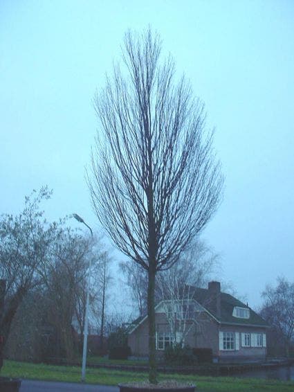  Haagbeuk (Carpinus Betulus 'Fastigiata')