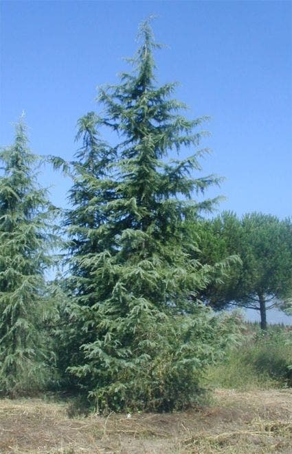  Himalayaceder (Cedrus Deodara)