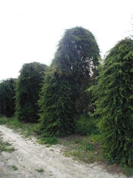  Treurceder (Cedrus Deodara 'Pendula')