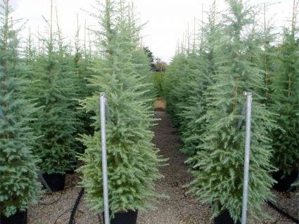  Himalayaceder (Cedrus Deodara)