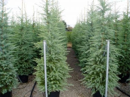  Himalayaceder (Cedrus Deodara)