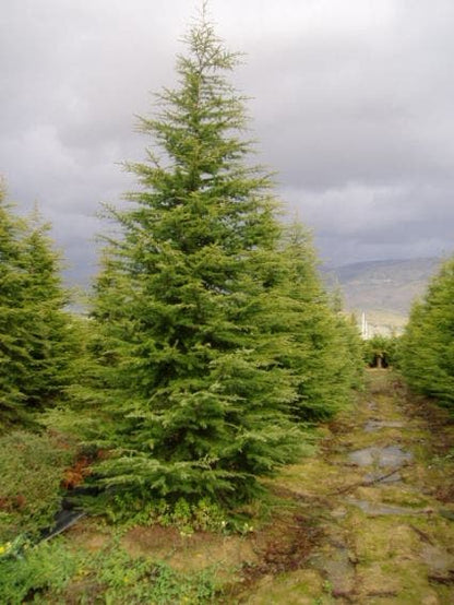  Libanonceder (Cedrus Libani)