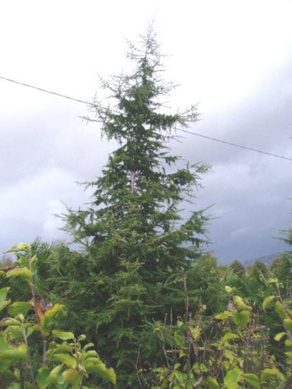  Libanonceder (Cedrus Libani)