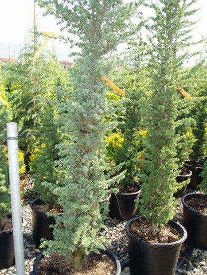  Zuilvormige Ceder (Cedrus Libani 'Fastigiata')
