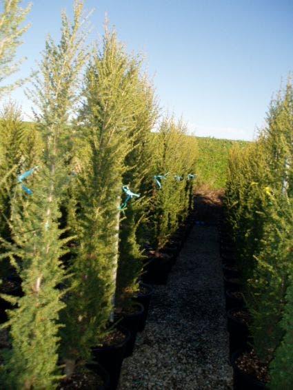  Zuilvormige Ceder (Cedrus Libani 'Fastigiata')