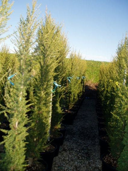  Zuilvormige Ceder (Cedrus Libani 'Fastigiata')