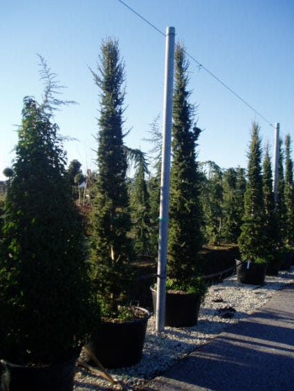  Zuilvormige Ceder (Cedrus Libani 'Fastigiata')