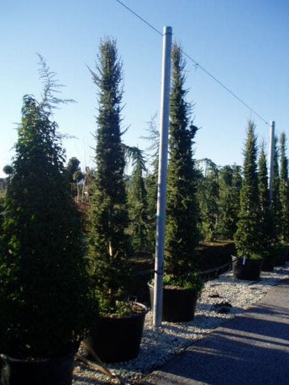  Zuilvormige Ceder (Cedrus Libani 'Fastigiata')