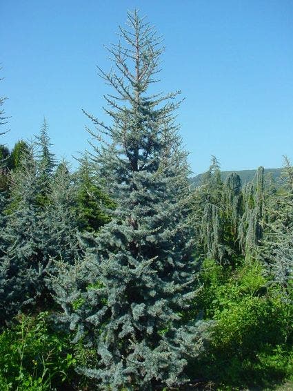  Atlasceder (Cedrus Libani 'Glauca')