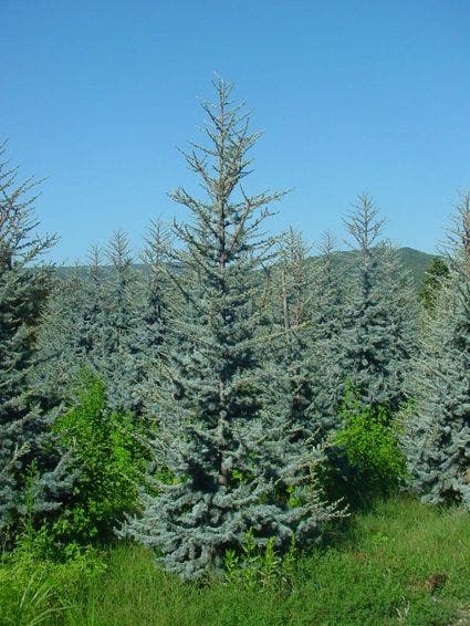  Atlasceder (Cedrus Libani 'Glauca')