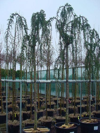  Treurceder Als Boom (Cedrus Libani 'Glauca Pendula')