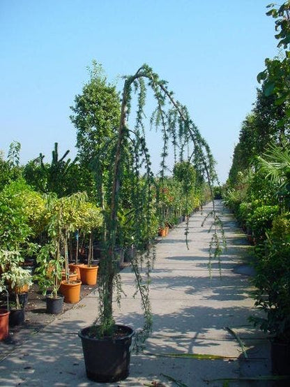  Treurceder Als Boom (Cedrus Libani 'Glauca Pendula')