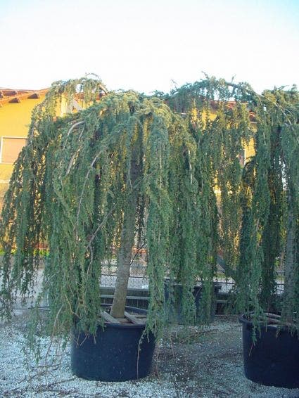  Treurceder Als Boom (Cedrus Libani 'Glauca Pendula')