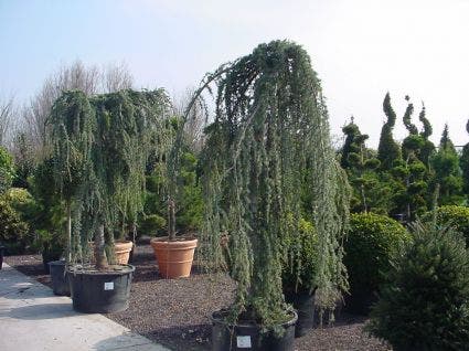  Treurceder Als Boom (Cedrus Libani 'Glauca Pendula')