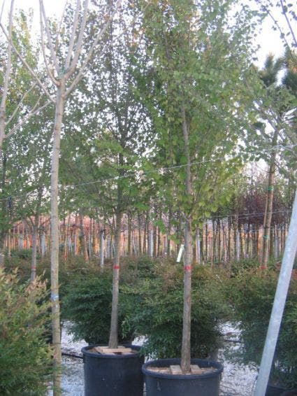  Judasboom (Cercis Siliquastrum)