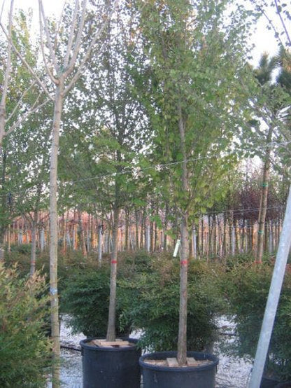  Judasboom (Cercis Siliquastrum)