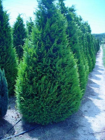 Gele Haagconifeer (Chamaecyparis Lawsoniana 'Ivonne')