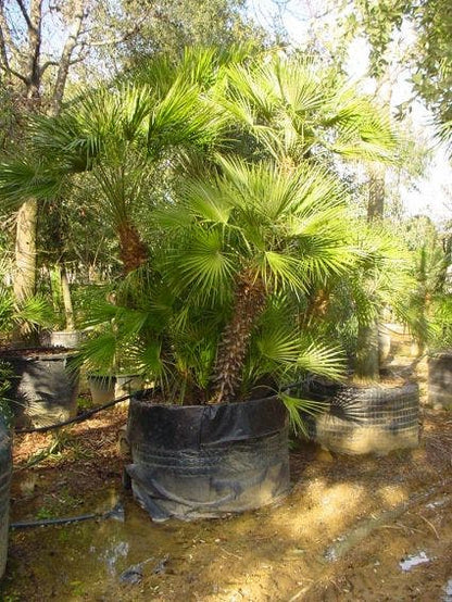  Dwergpalm (Chamaerops Humilis 'Vulcano')