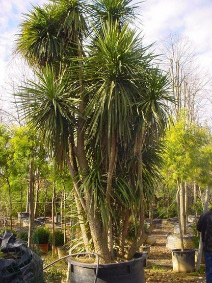  Cordyline (Cordyline Australis)