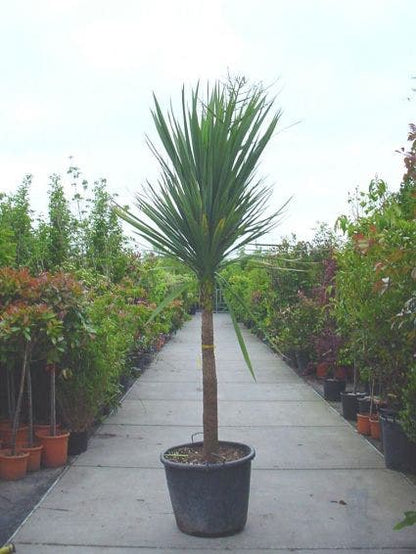 Cordyline (Cordyline Australis)