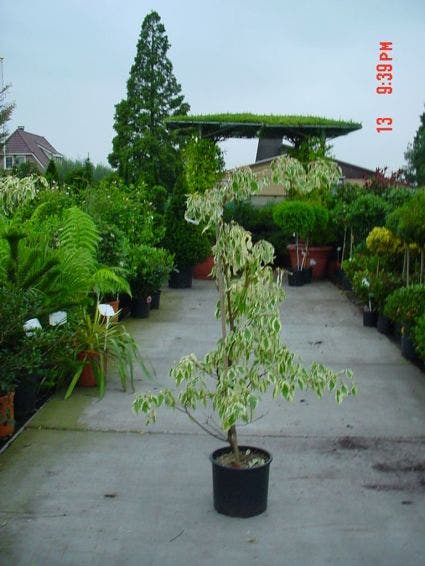  Reuzenkornoelje (Cornus Controversa 'Variegata')