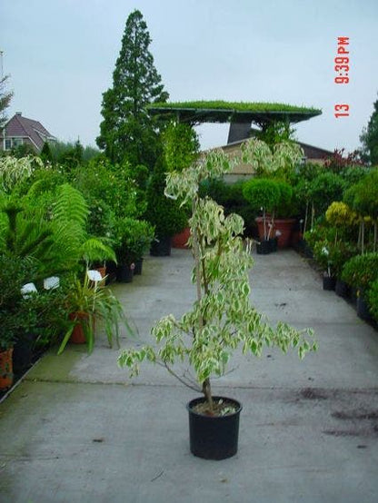  Reuzenkornoelje (Cornus Controversa 'Variegata')