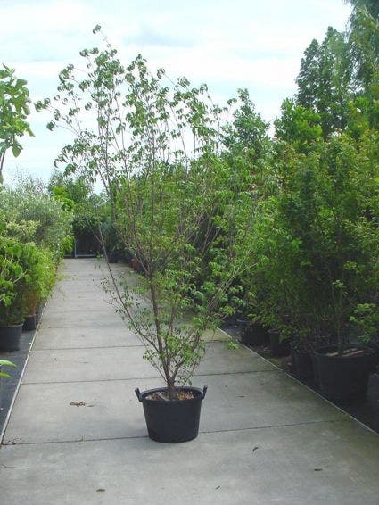  Kornoelje (Cornus Kousa Chinensis)