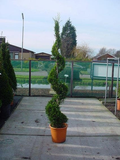  Leylandcipres Als Spiraal (Cupressocyparis Leylandii 'Castlewellan Gold' )