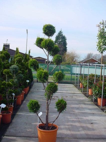  Cupressocyparis Als Pompon (Cupressocyparis Leylandii 'Castlewellan Gold' )