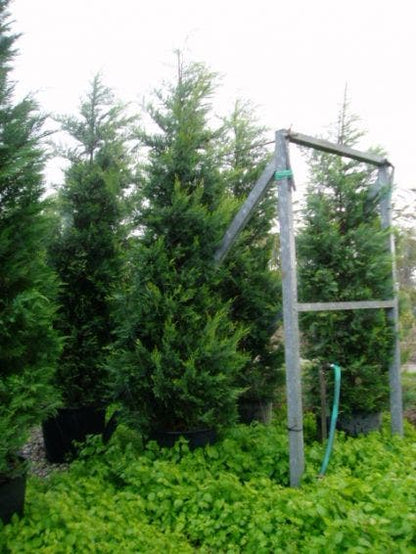  Haagconifeer (Cupressocyparis Leylandii 'Castlewellan Gold' )