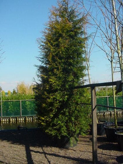  Haagconifeer (Cupressocyparis Leylandii 'Castlewellan Gold' )