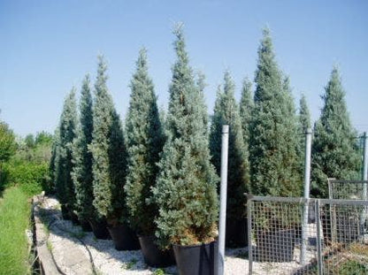  Cipres (Cupressus Arizonica 'Glauca')